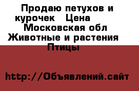 Продаю петухов и курочек › Цена ­ 600 - Московская обл. Животные и растения » Птицы   